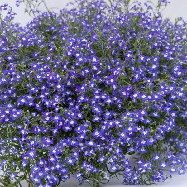 SG - Lobelia Sapphire Trailing