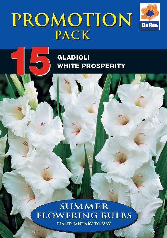 Gladioli White Prosperity