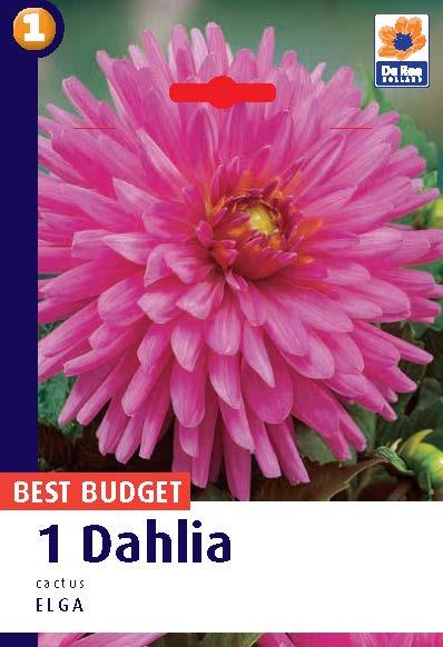 1 x DAHLIA CACTUS Elga SUMMER FLOWERING Garden BULB