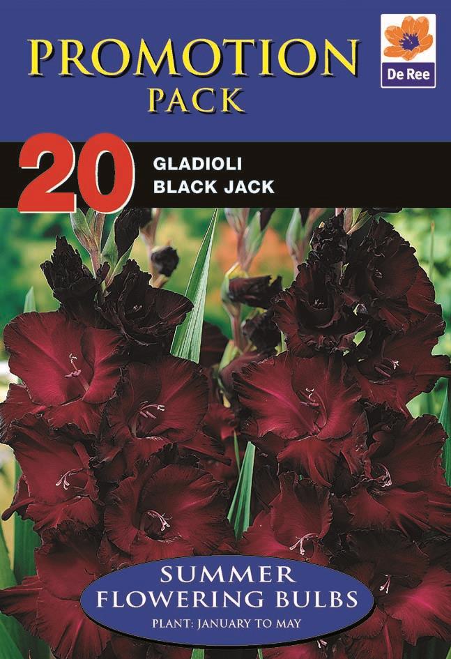 Gladioli Black Jack