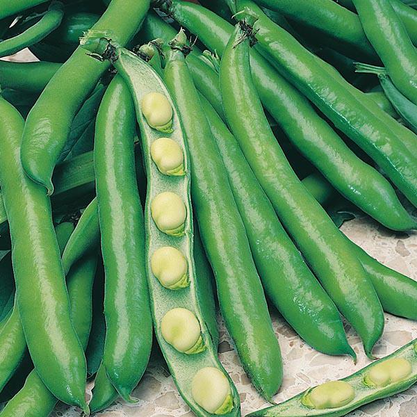 Broad Bean Bunyards Exhibition