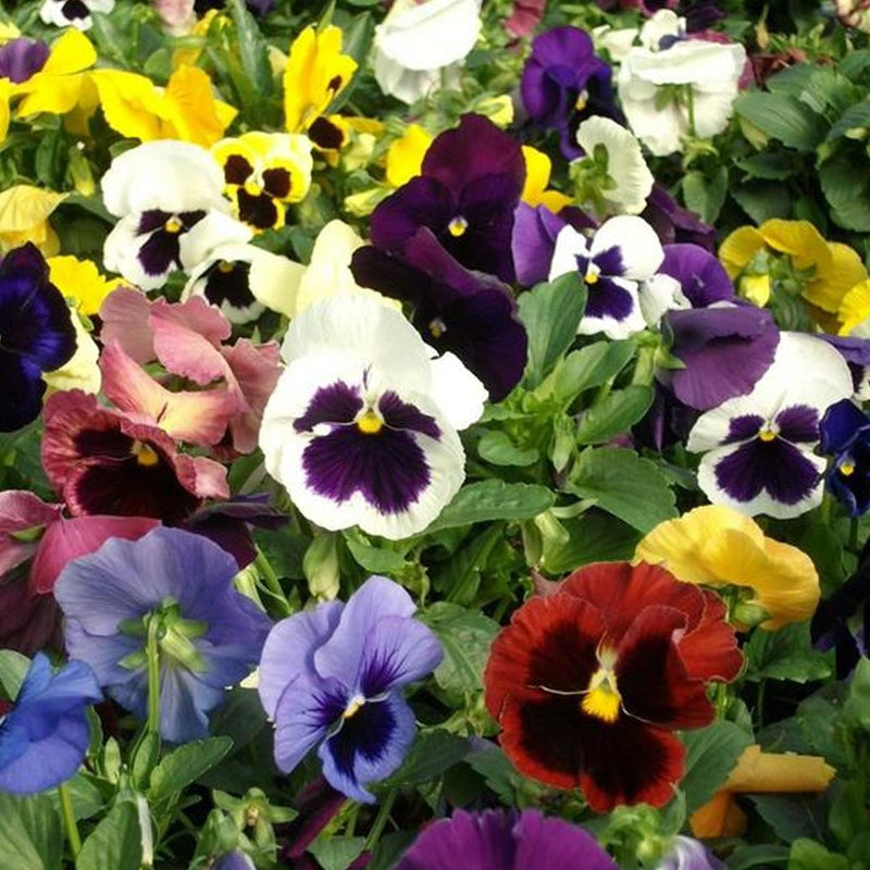 SG - Pansy Swiss Giant Mixed